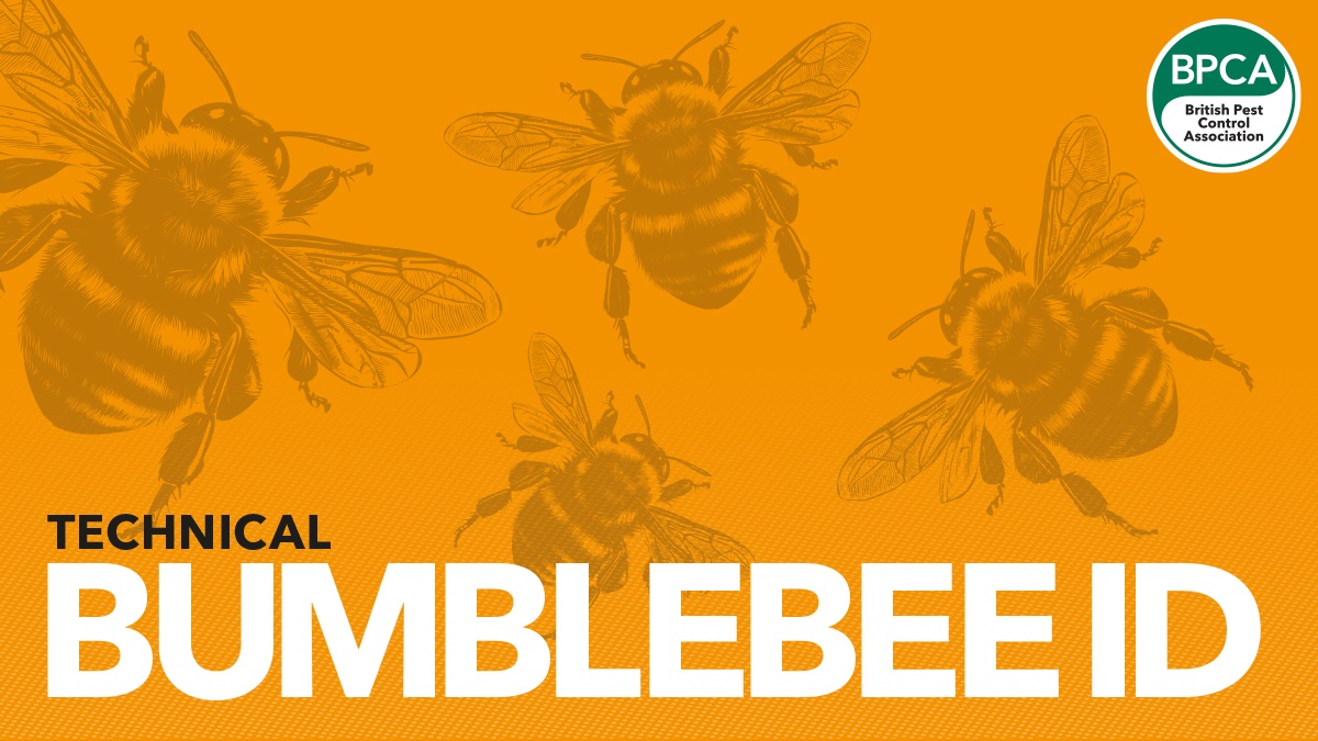 Bumblebee hero Bumblebee hero